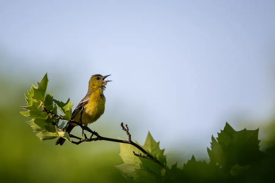 Birds of Northern Virginia